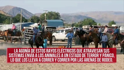 Piden al Congreso de Estados Unidos cerrar la laguna jurídica que permite que los rodeos abusen de los animales