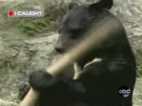 L'orso karateka