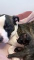 Rotherham dog shelter shares video of Zena with her 5 adorable puppies