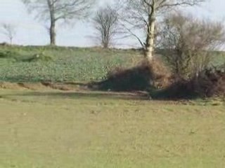 épagneul breton Tira