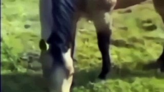  Funny Horse and Dog  | Comedy Video