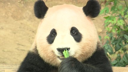 항공 케이지 적응 마친 푸바오, 오늘 중국으로 / YTN