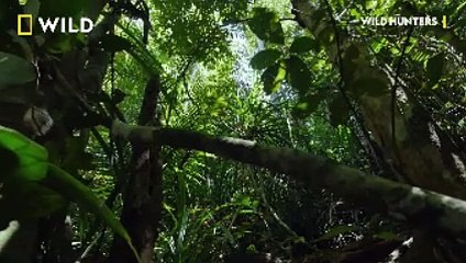 Örümcek Ağlarının Şaşırtıcı Çeşitliliğini Keşfedin || Türkçe Belgesel İzle