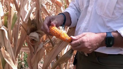 CAO PIDEN DECLARE EMERGENCIA