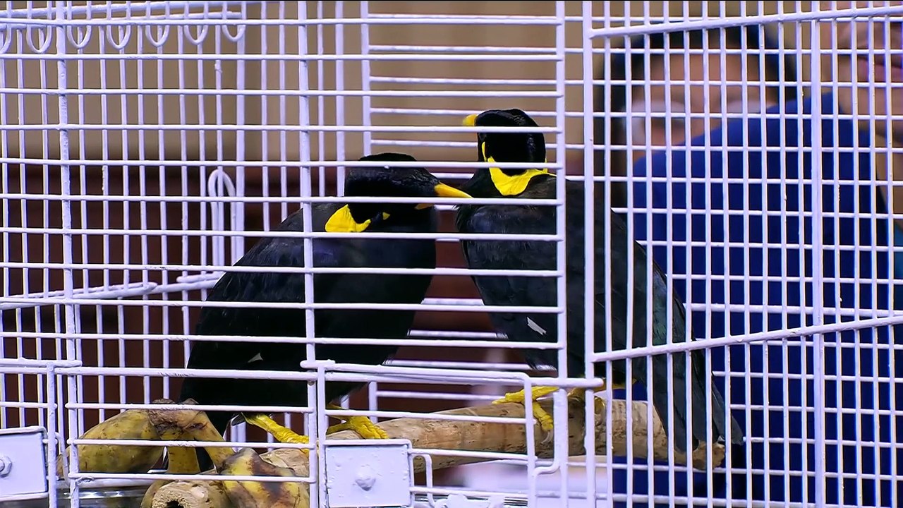 Aviary Mengganggu Warga