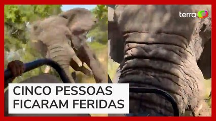 Elefante persegue, ataca carro de safari e mata turista na Zâmbia