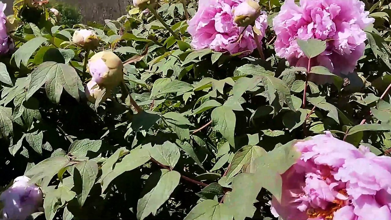 MON JARDIN LE 02 AVRIL 2024