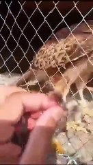 Discover the Hungry Eagle: The Ultimate Eagle Experience 🦅