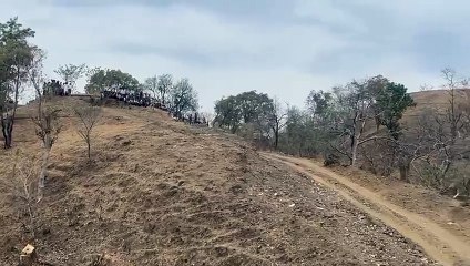 vdoपिता की जान बचाने के लिए पैंथर से ​भिड़ा बेटा