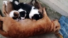 When my Puppies are little!