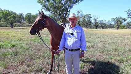 Lucella, Tamworth, NSW | April 3, 2024 | Farmonline