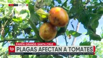 Reportan que plaga está echando a perder los cultivos de tomate en los Valles cruceños