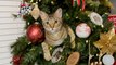 These Cats Are Obsessed With Christmas