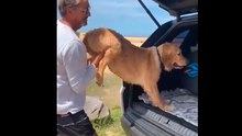 Perrito se niega a dejar la playa
