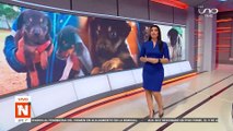 zoonosis rescató a perritos