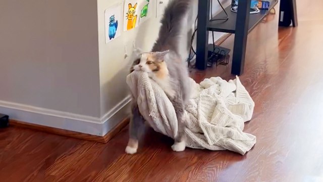 Rescue Cat Carries Her Favorite Blanket All Around The Apartment