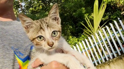 Marathoner Finds Kitten While On A Run