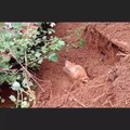 Helping a dog drown in the dirt كلب يغرق في التراب