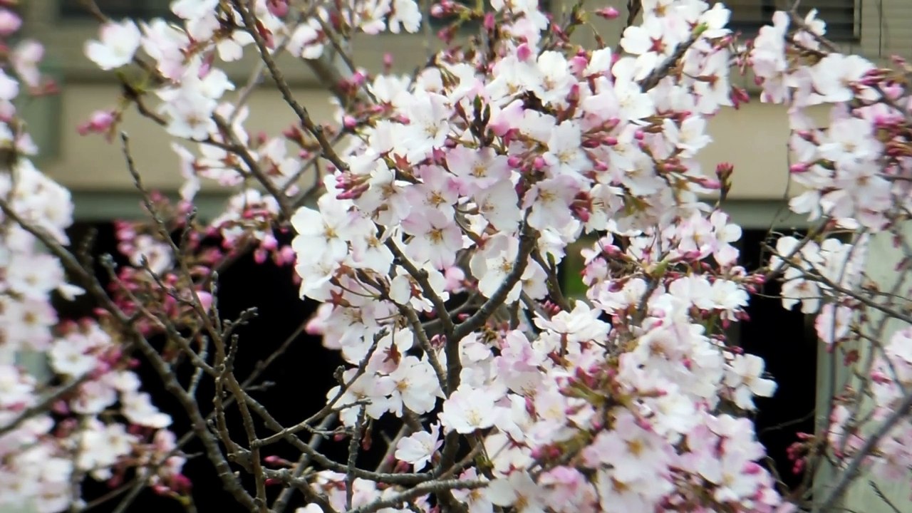 Japanese Dojo in Spring