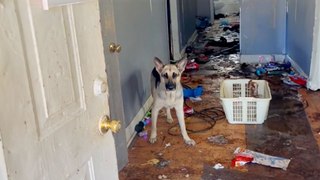 German Shepherd Rescued From Abandoned Home Gets The Best Holiday Surprise!