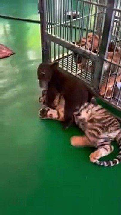 Tiger Vs Bear mini version