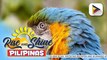 Wednesday Pets' Day: Macaw Parrots