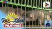 D.A., pinawi ang pangamba ng publiko sa napaulat na rabies sa mga baka at baboy sa Marinduque at Psmpanga