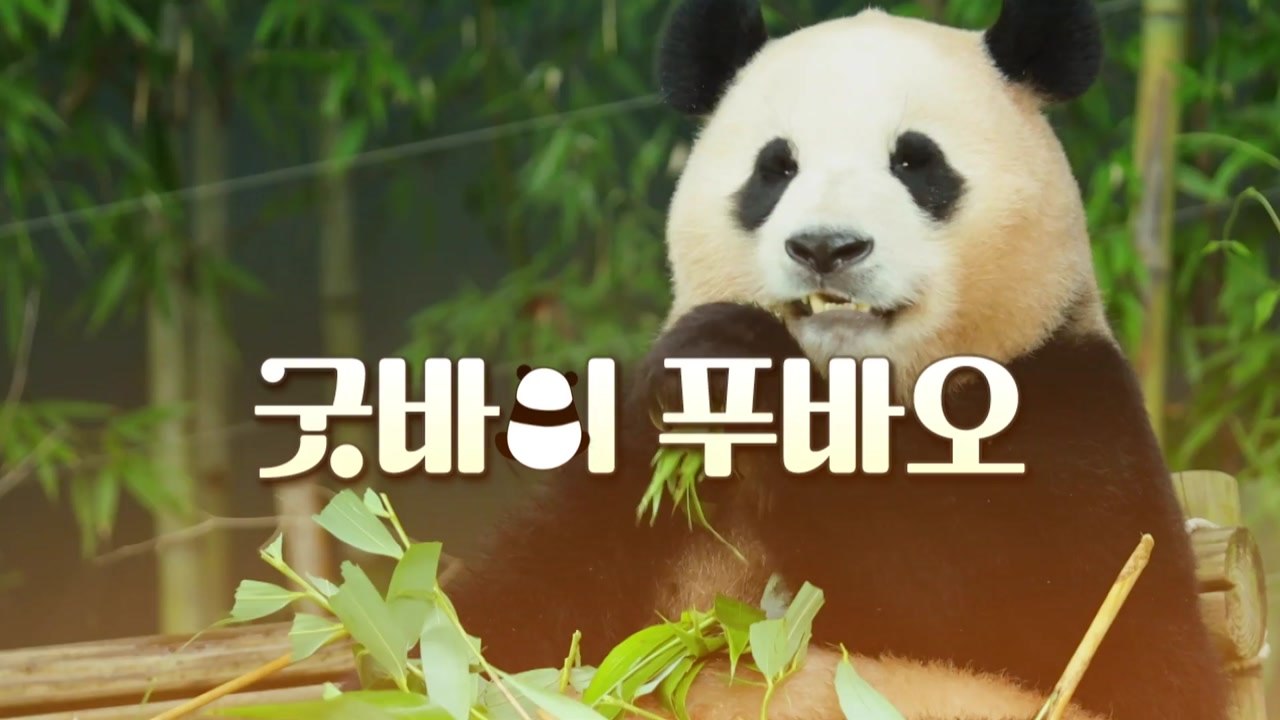 [영상] 안녕 푸바오 중국으로 / YTN