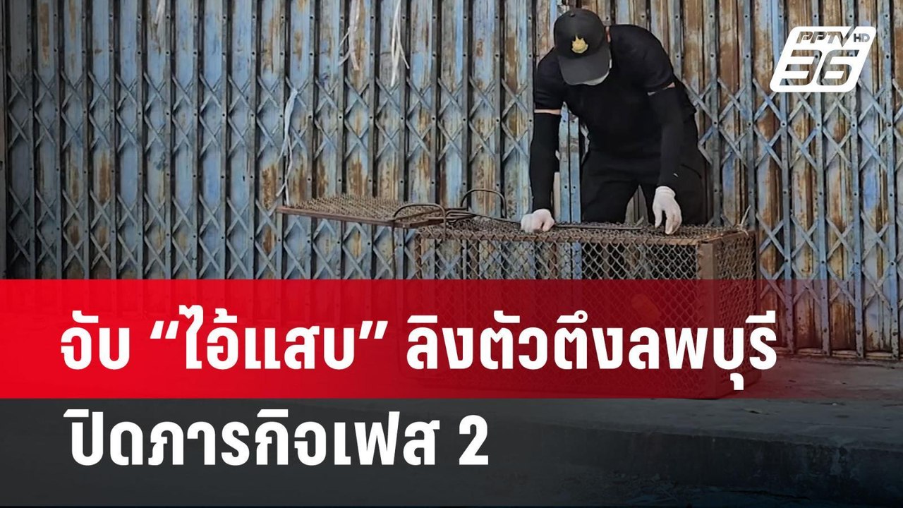 จับ “ไอ้แสบ” ลิงตัวตึงลพบุรี ปิดภารกิจเฟส 2 | เที่ยงทันข่าว | 3 เม.ย. 67