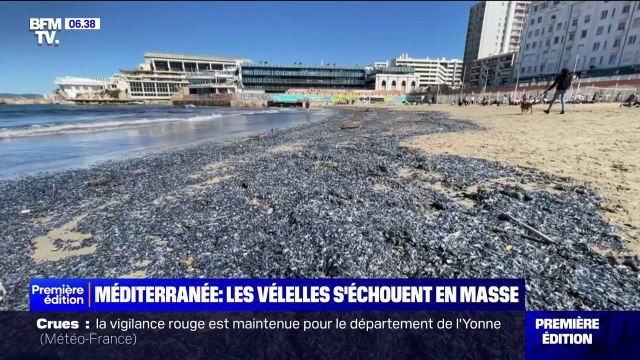 Les vélelles, inoffensives mais à l'odeur nauséabonde, s'échouent en masse sur les côtes de la Méditerranée