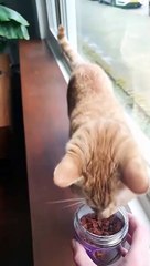 The most beautiful and sweetest gift for cats