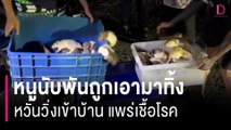 หนูนับพันถูกเอามาทิ้งเกลื่อนถนน หวั่นวิ่งเข้าบ้านแพร่เชื้อโรค | HOTSHOT เดลินิวส์ 03/04/67