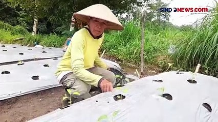 下载视频: Gunung Merapi Keluarkan Awan Panas Guguran Pagi Ini, Jarak Luncur 1.700 Meter