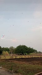 Cánh đồng diều Đồng Bà Canh lớn nhất Hóc Môn