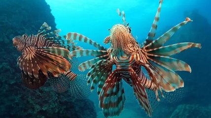 'İstilacı balıklar, Akdeniz'in yerli türü haline geldi'