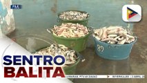 DA, pinasususpinde ang importasyon ng galunggong at iba pang isda sa bansa