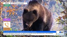 Plus d'ours dans les Pyrénées, 