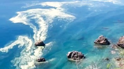 Denizdeki polen, 'müsilaj' sanıldı