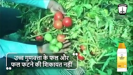 Shriram Borky: Improving Flower & Fruit Yield Quality in Tomato Plants