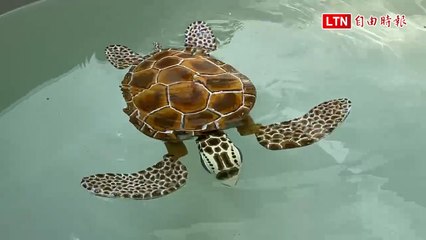 AI綠蠵龜驚豔亮相澎湖望安綠蠵龜保育中心 🐢