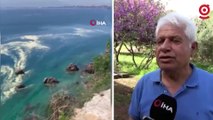 Antalya'da deniz kıyılarındaki görüntü tedirgin etmişti; Uzmanı açıklama yaptı