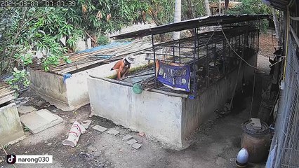 ไม่ถึง 1 นาทีเกลี้ยงบ่อ ! วงจรปิด จับภาพโจรใช้แหจับปลาในบ่อปูนเลี้ยงปลา