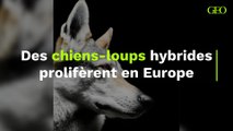 Des chiens-loups hybrides prolifèrent en Europe