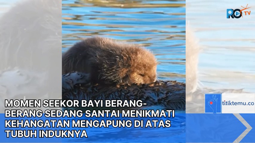 BIKIN GEMES! Seekor Bayi Berang-berang Sedang Santai Menikmati Kehangatan Mengapung Di atas Tubuh Induknya