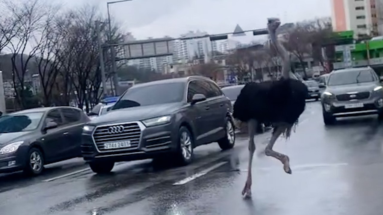 Strauß verursacht Chaos auf verkehrsreicher Straße nach Ausbruch aus Zoo