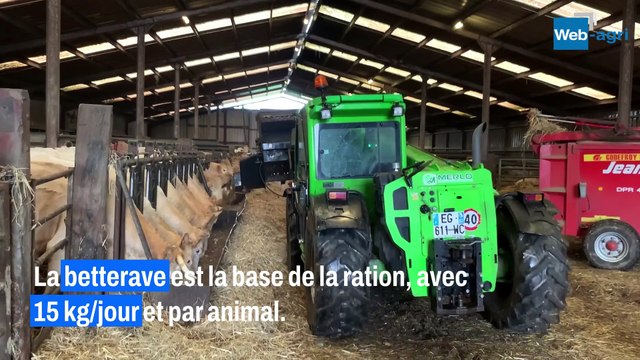 Un godet désileur distribue les betteraves fourragères