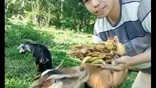 How to feed goat