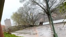 Video shows heavy winds and downed trees after severe storm hits Charleston, West Virginia
