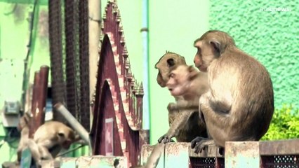 سرقت الطعام وأوقعت إصابات.. "عصابة" من القرود تجتاح بلدة في تايلاند وتجبر السلطات على التحرك