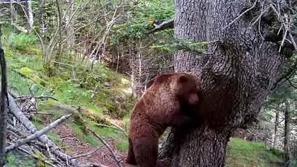 Oso pardo en Los Pirineos